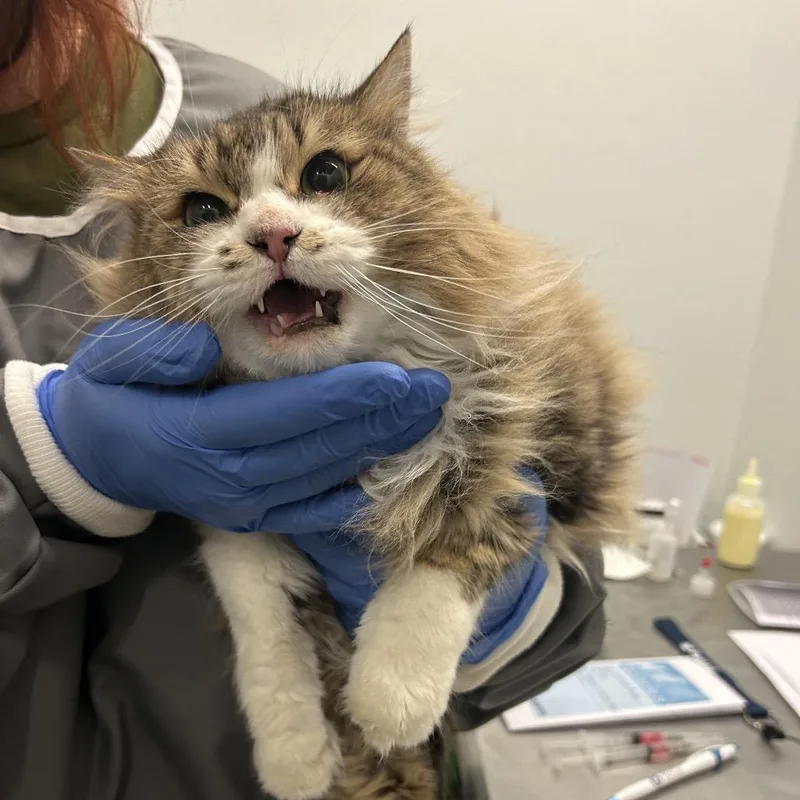 An adult medium-sized female Brown / Chocolate Domestic Long Hair cat named Custard Apple for adoption in Park City, UT