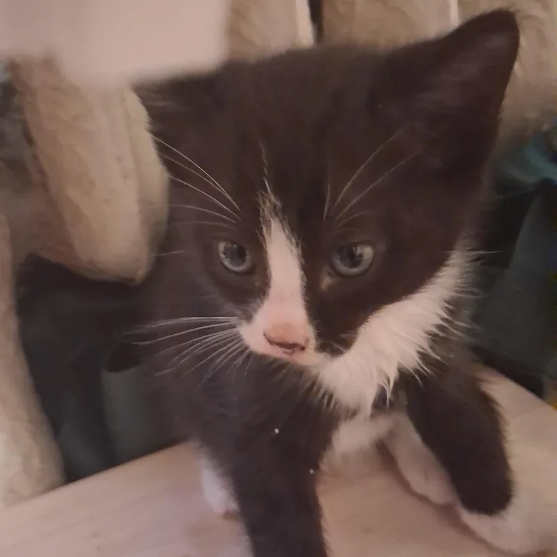 A baby small-sized female Black Domestic Short Hair cat named Tuxedo C for adoption in Princeton, MN