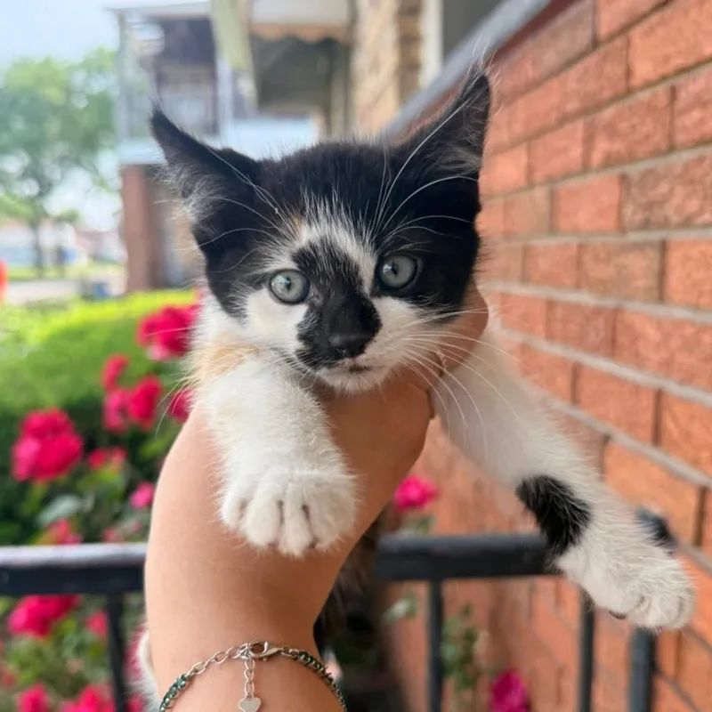 A baby small-sized female Calico Domestic Short Hair cat named Mochi for adoption in Monroe, MI
