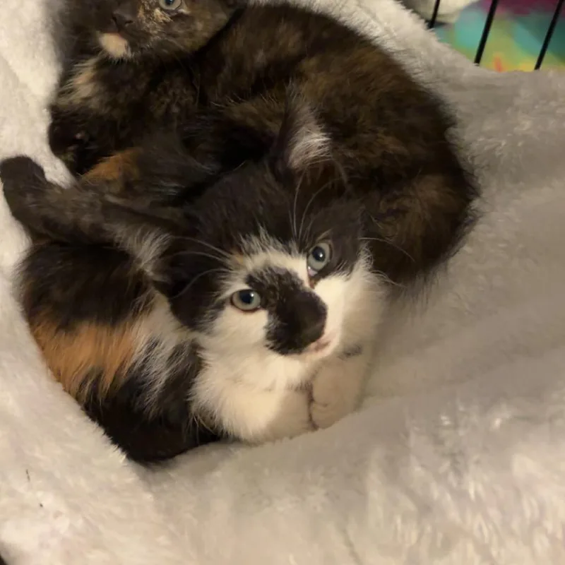 Mochi thumbnail 2