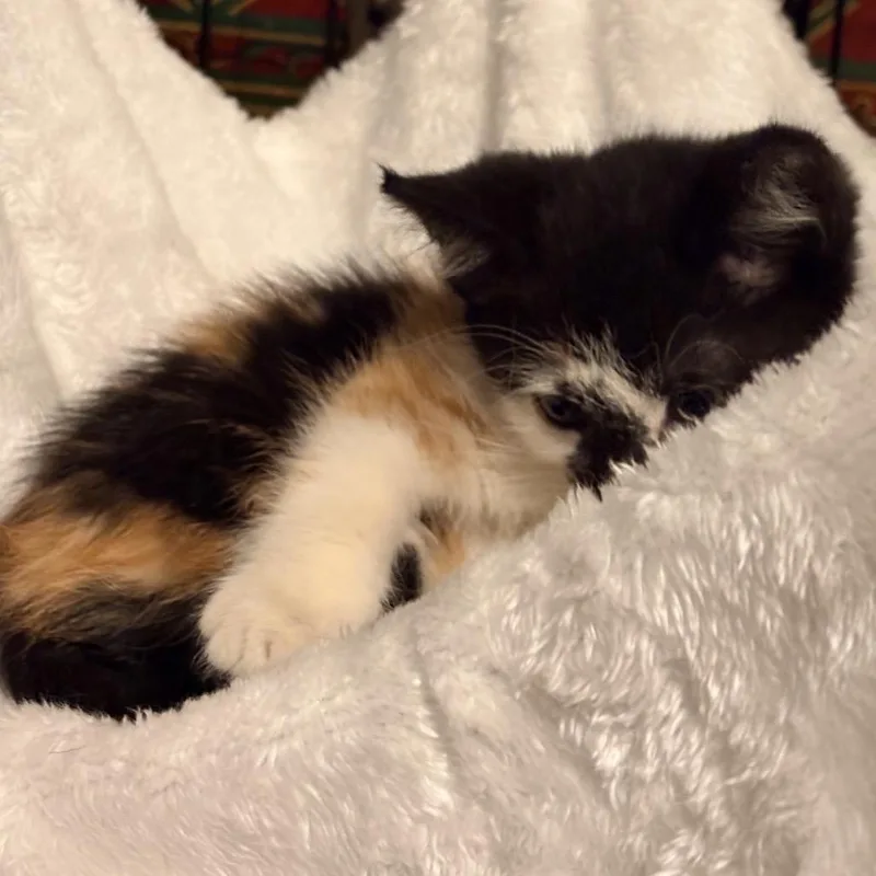 Mochi thumbnail 3
