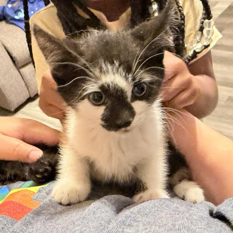 Mochi thumbnail 5