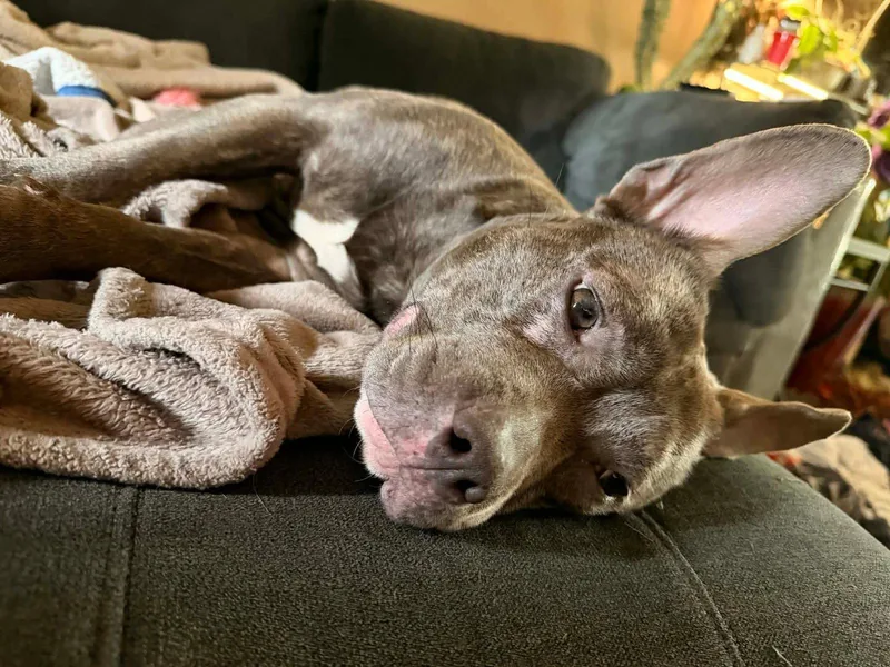 Choo Choo thumbnail 3