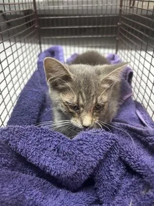 A baby small-sized female Domestic Short Hair cat named Twice for adoption in West Chester, PA