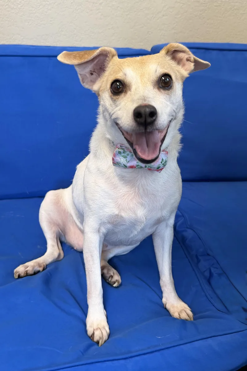 An adult small-sized female Jack Russell Terrier dog named Lilly for adoption in Plant City, FL