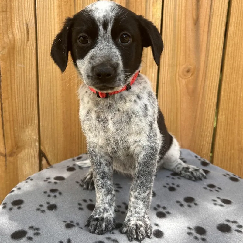 A baby small-sized male White / Cream Australian Cattle Dog / Blue Heeler dog named Orange Juice for adoption in Cincinnati, OH