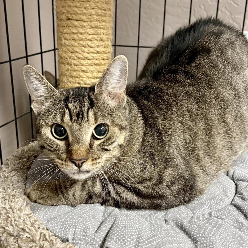 An adult large-sized female Domestic Short Hair cat named Gracie Jones for adoption in Fountain Hills, AZ