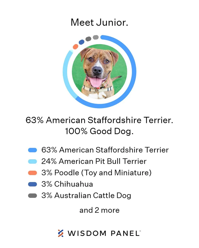 An adult large-sized male Pit Bull Terrier dog named Junior for adoption in Burlingame, CA