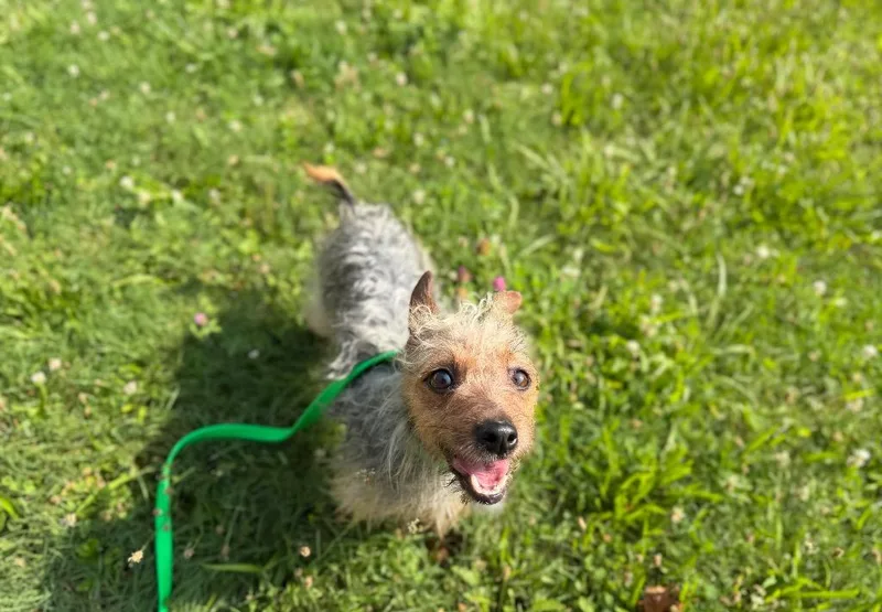 An adult small-sized female Chihuahua dog named Cherry for adoption in Port Jervis, NY
