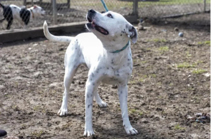 An adult medium-sized female Black Mixed Breed dog named Joyce for adoption in Terre Haute, IN