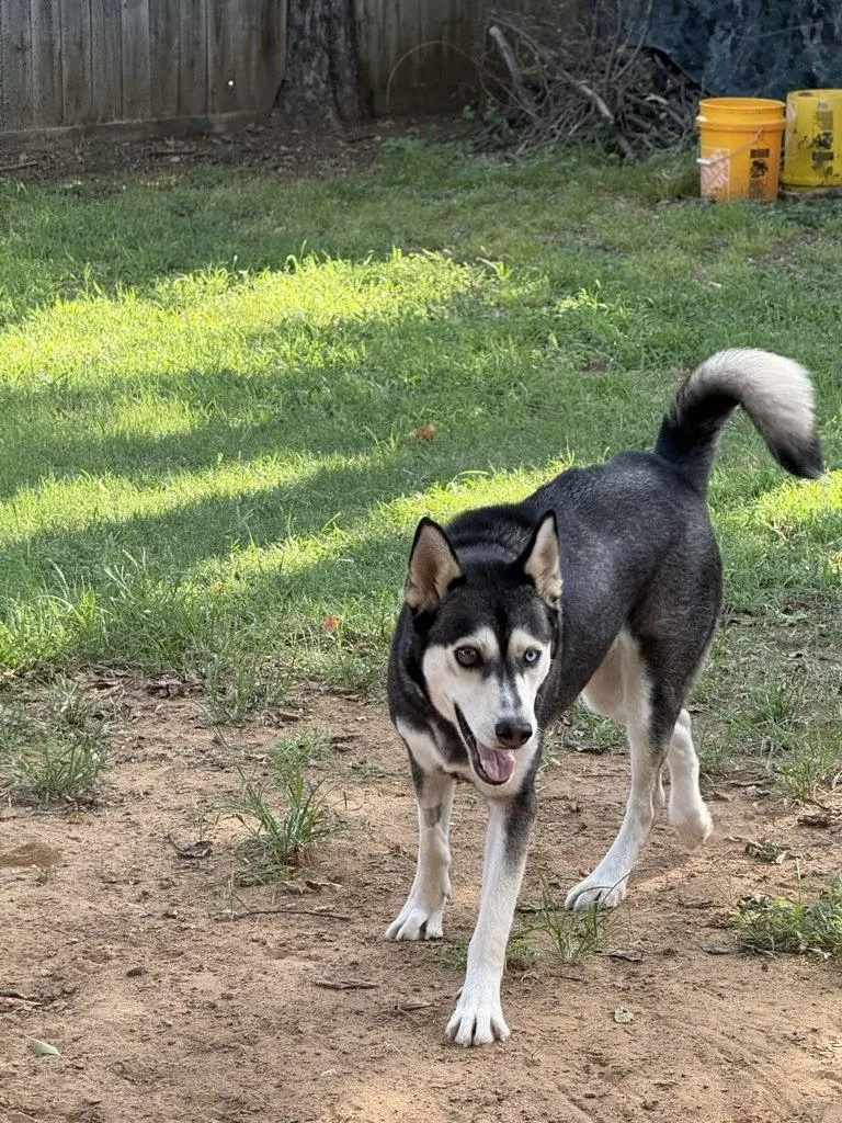 An adult large-sized female Husky dog named River for adoption in Euless, TX