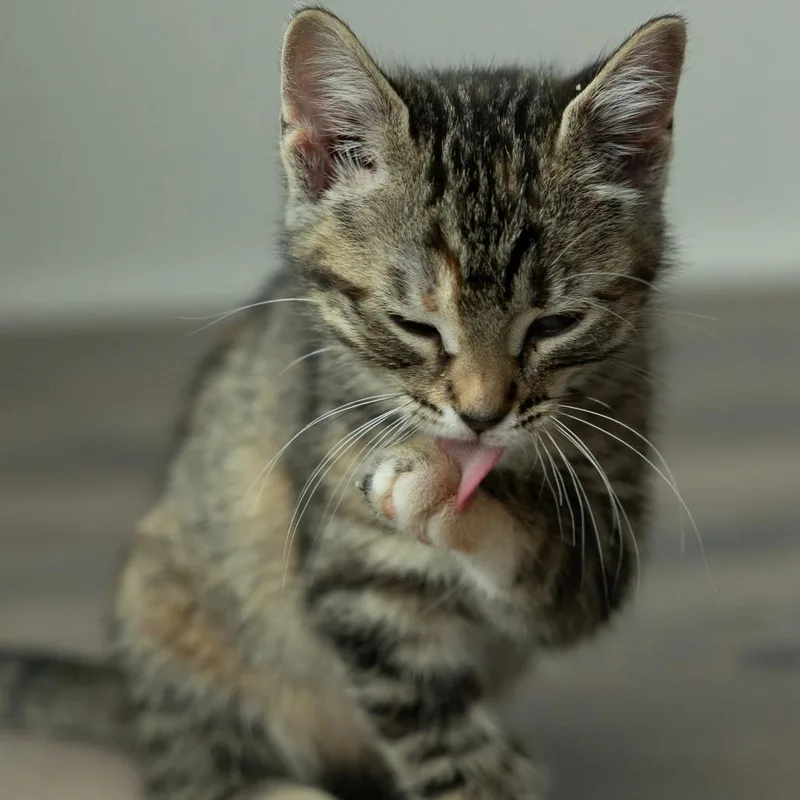 A baby small-sized female Brown / Chocolate Domestic Short Hair cat named Azul for adoption in Rochester, MN