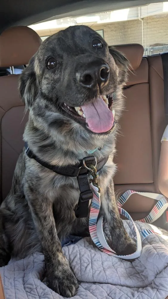 An adult large-sized female Brindle Dutch Shepherd dog named Truffle for adoption in Aurora, CO