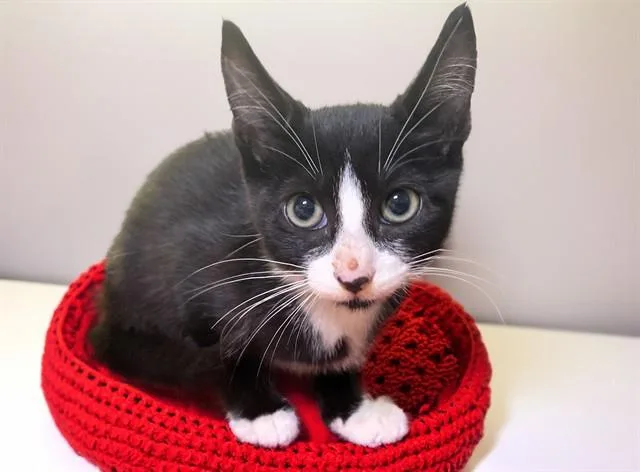 A baby medium-sized male Domestic Short Hair cat named Aang for adoption in Fort Lauderdale, FL