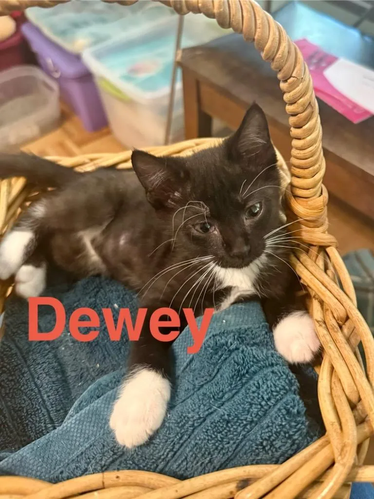 Dewey