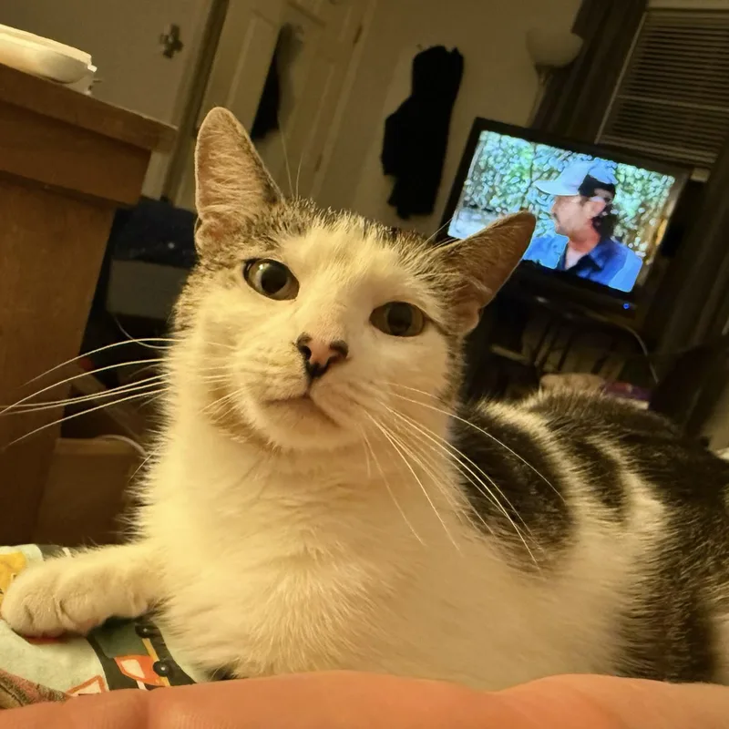 Floracita thumbnail 3