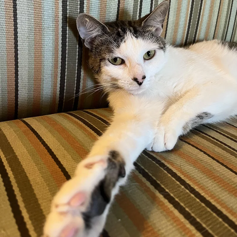 Floracita thumbnail 4