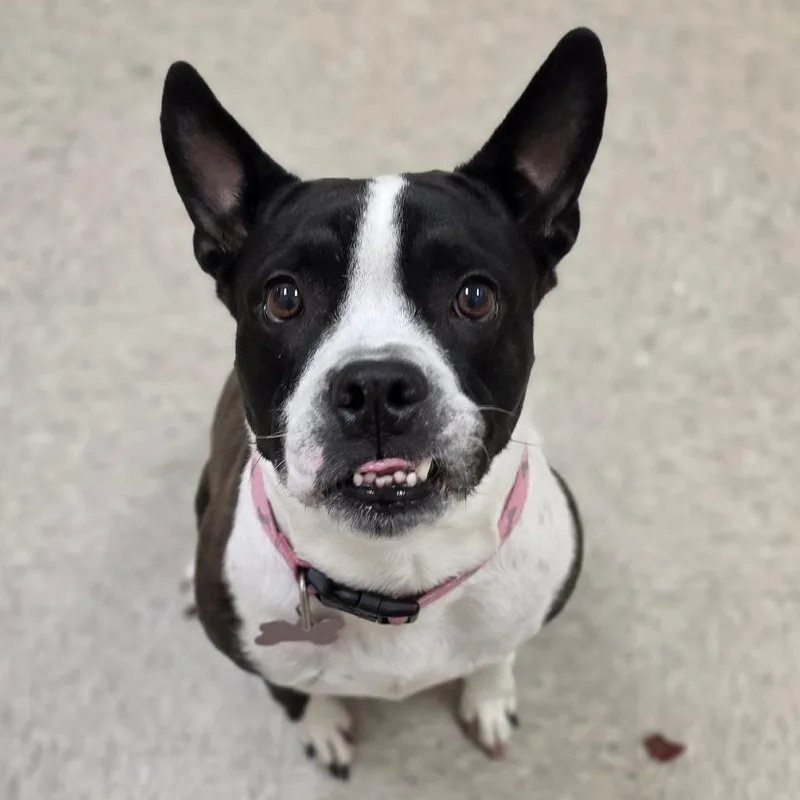 An adult medium-sized female Pit Bull Terrier dog named Tata for adoption in Chatham, VA