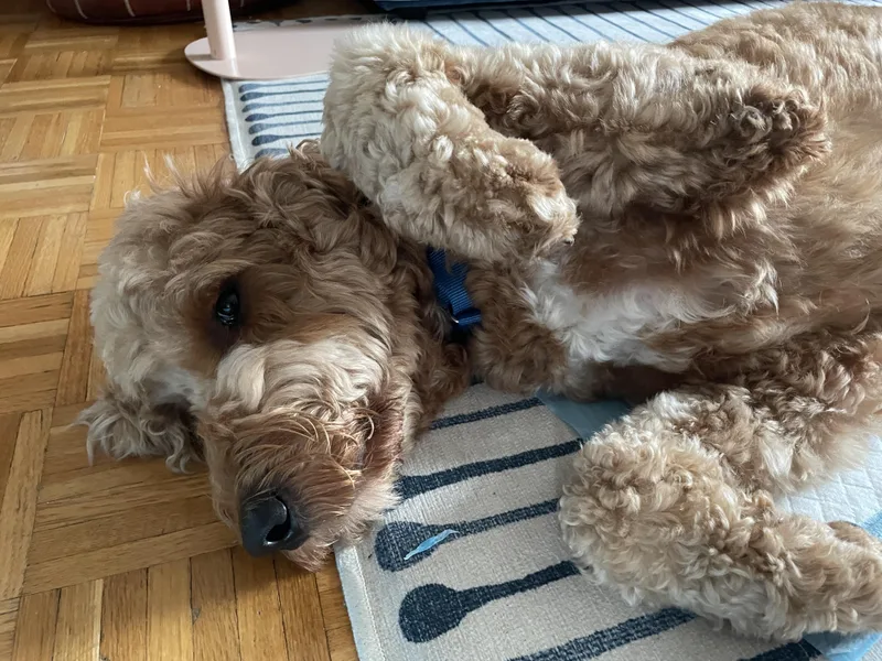 An adult large-sized male Goldendoodle dog named Murphy for adoption in Brooklyn, NY