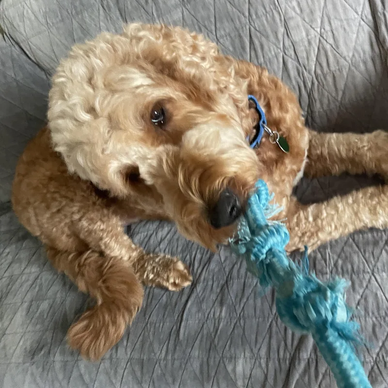Murphy thumbnail 3