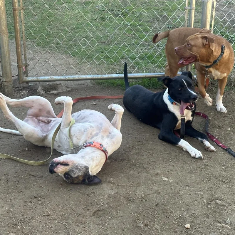 An adult large-sized male White / Cream Mixed Breed dog named Couch Potato for adoption in Glenfield, NY