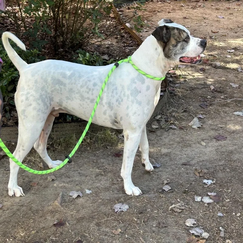 Couch Potato thumbnail 6