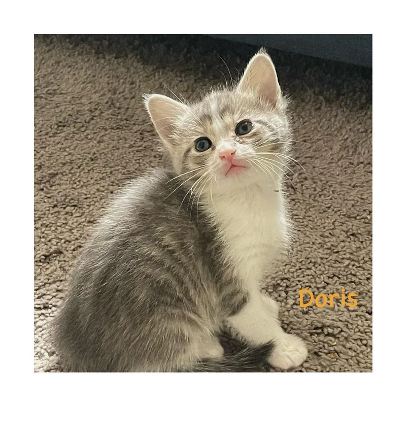 A baby small-sized female Gray / Blue / Silver Domestic Short Hair cat named Doris for adoption in San Pedro, CA