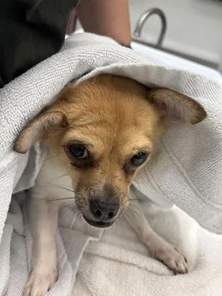 A young small-sized female Chihuahua dog named Nangnoi for adoption in Seattle, WA