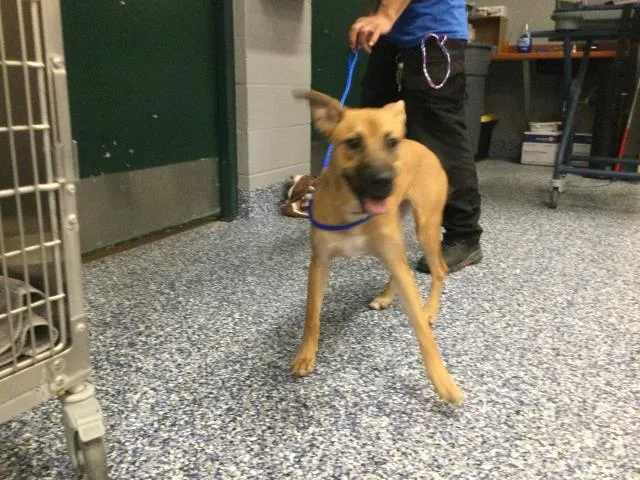 A young medium-sized female Shepherd dog named Cupcake for adoption in Riverside, CA