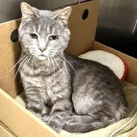 A young medium-sized male Gray / Blue / Silver Domestic Short Hair cat named Butler for adoption in Novelty, OH