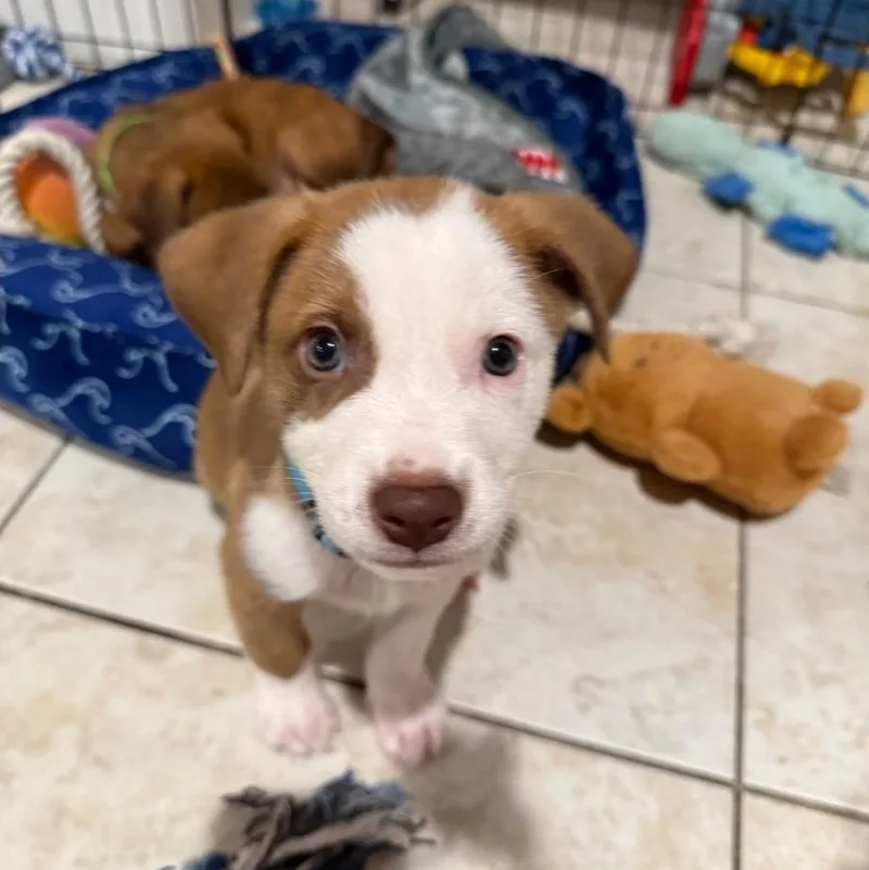 A baby medium-sized male Brown / Chocolate Pit Bull Terrier dog named Pancake for adoption in Brentwood, CA