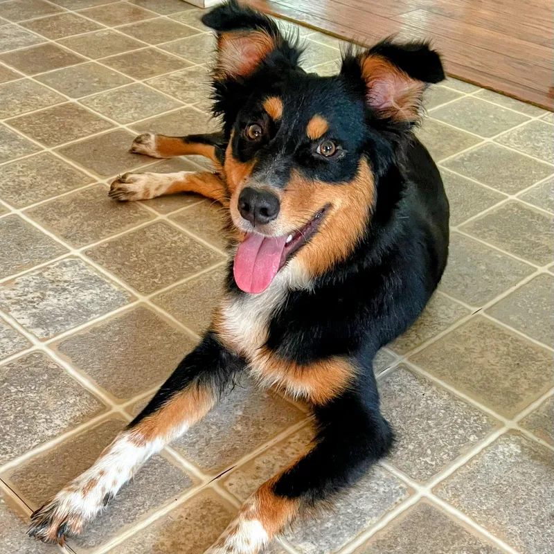 A young medium-sized female Tricolor (Brown, Black, & White) Australian Shepherd dog named Wynnie for adoption in Rochester, NY