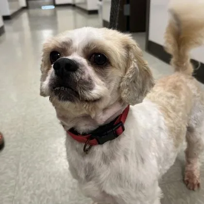 Albert
