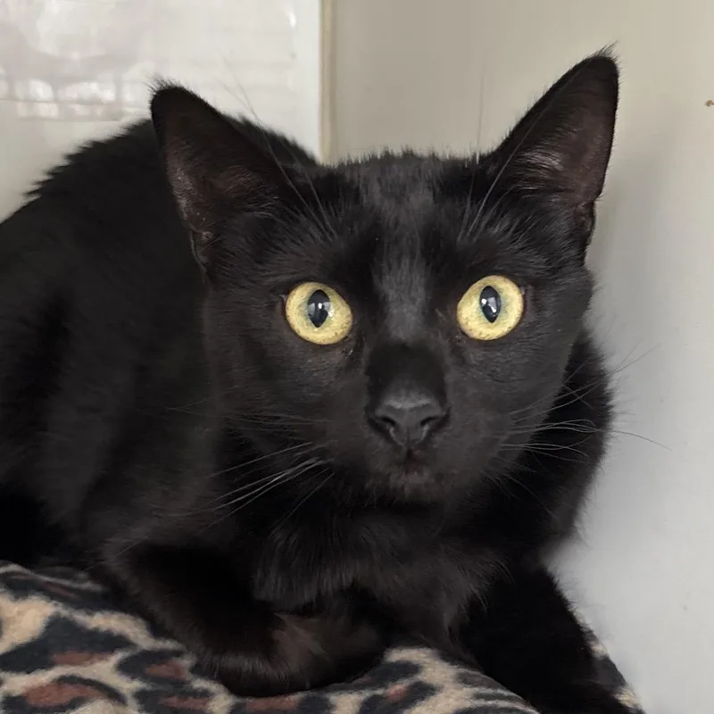 An adult medium-sized female Black Domestic Short Hair cat named Lady Coming Soon! for adoption in Naperville, IL
