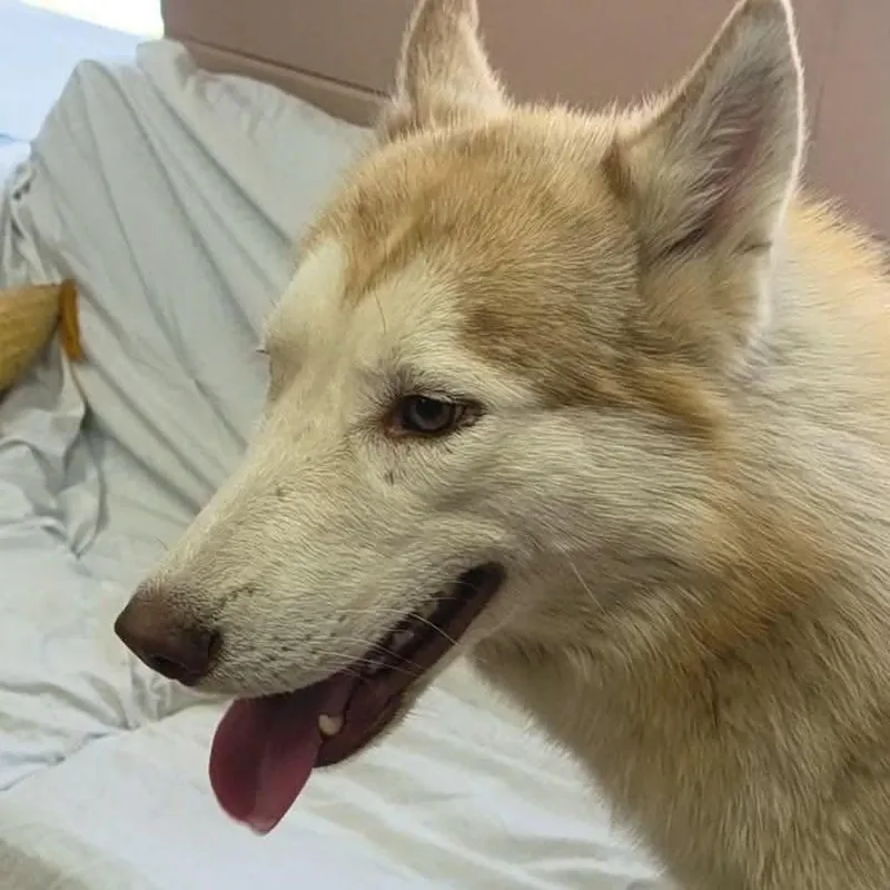 A young medium-sized male Yellow / Tan / Blond / Fawn Husky dog named Possum for adoption in Fairfax Station, VA