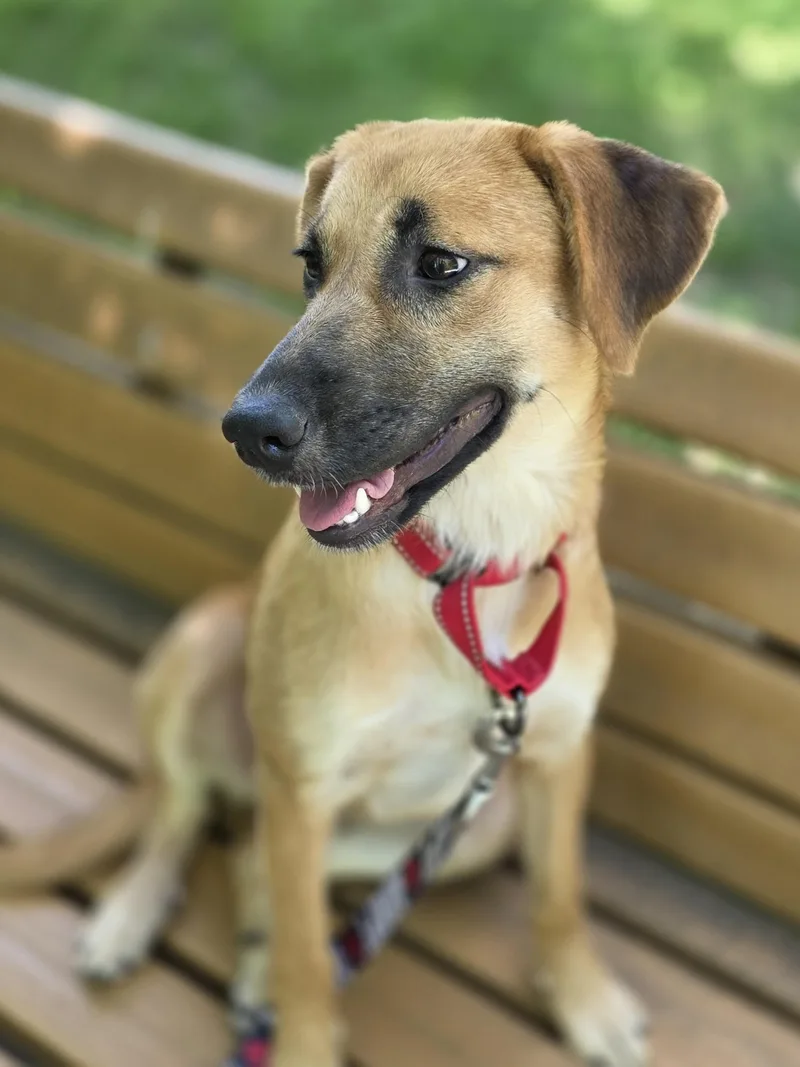 A baby medium-sized female Red / Chestnut / Orange Black Mouth Cur dog named Sasha for adoption in Wayne, NJ