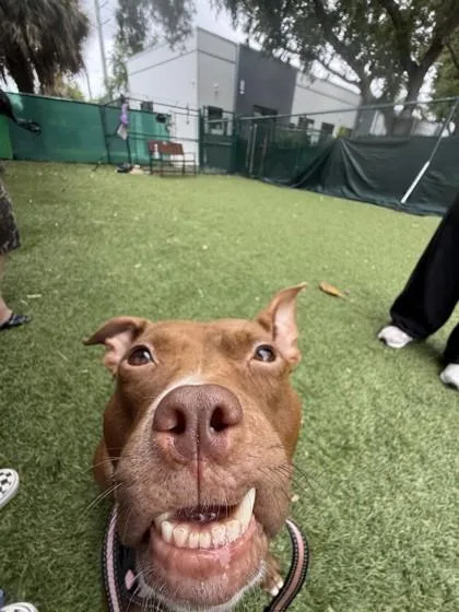 Princesa thumbnail 2