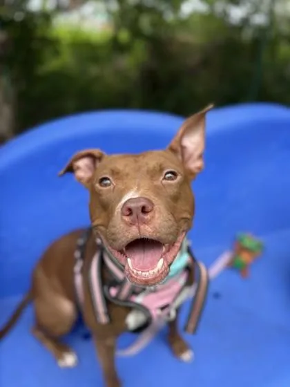 Princesa thumbnail 3