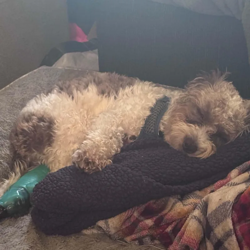 Milo