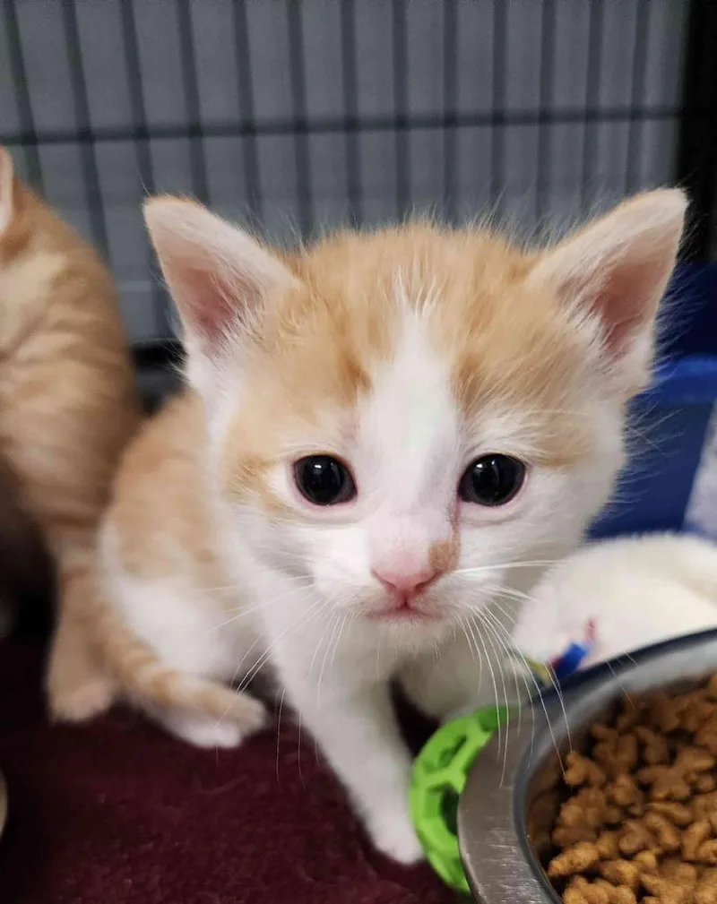 An adult medium-sized female Domestic Short Hair cat named Clementine for adoption in Muskegon, MI