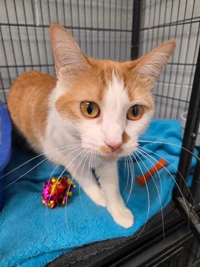 Clementine thumbnail 2