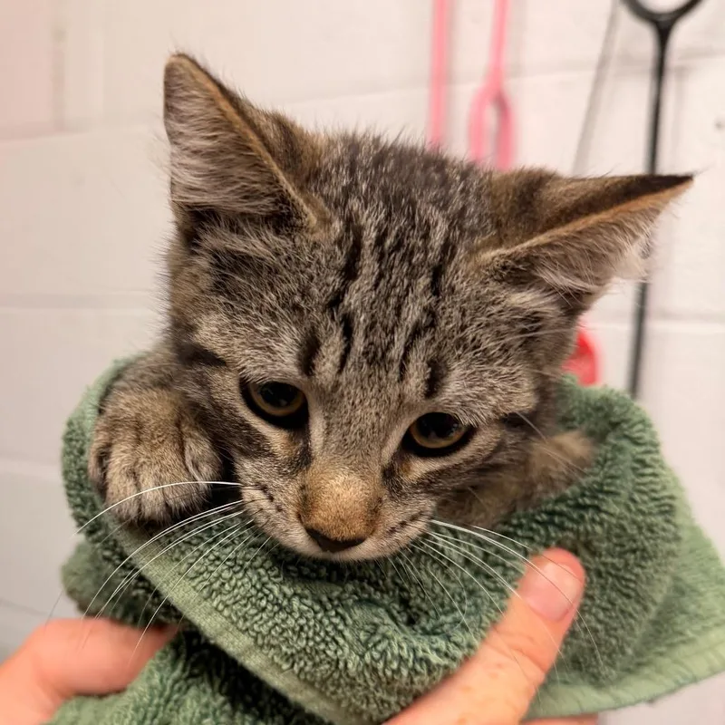 A baby small-sized male Gray / Blue / Silver Domestic Short Hair cat named Spencer for adoption in Evensville, TN
