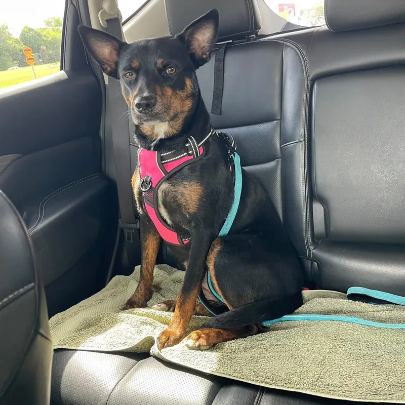 An adult medium-sized female Black Australian Kelpie dog named Grace for adoption in Commerce City, CO