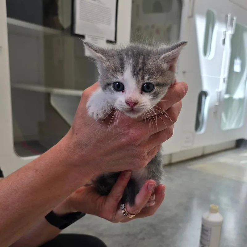 A baby small-sized male White Domestic Short Hair cat named Portobello for adoption in Jasper, IN