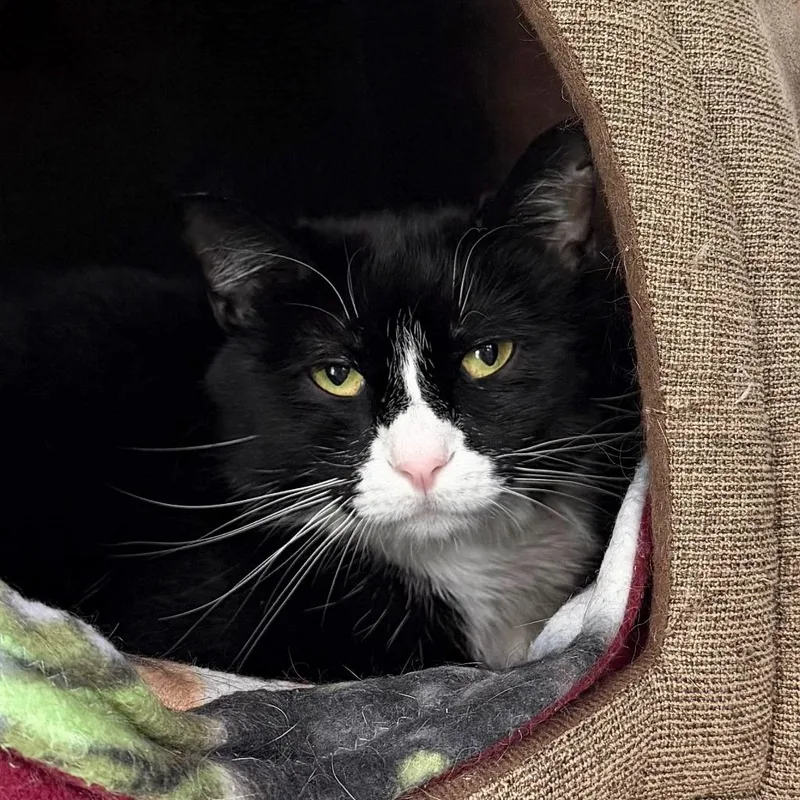An adult medium-sized male Domestic Short Hair cat named Bucky for adoption in State College, PA