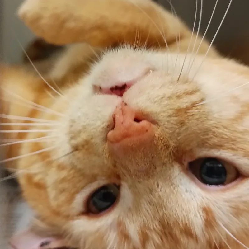 An adult small-sized male Orange / Red Domestic Short Hair cat named Heathcliff for adoption in Galveston, TX