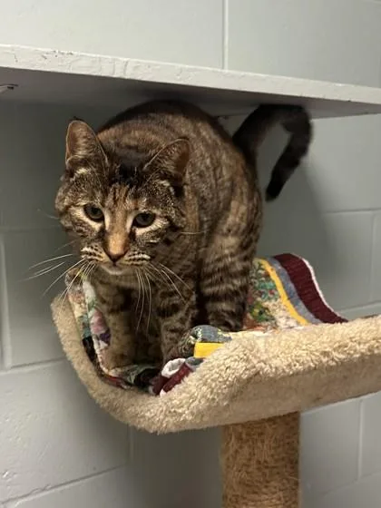 A baby medium-sized male Domestic Short Hair cat named Sky for adoption in Palm Coast, FL