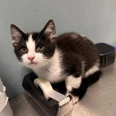 A baby small-sized male Black Domestic Short Hair cat named Ice Pop for adoption in Greensboro, NC