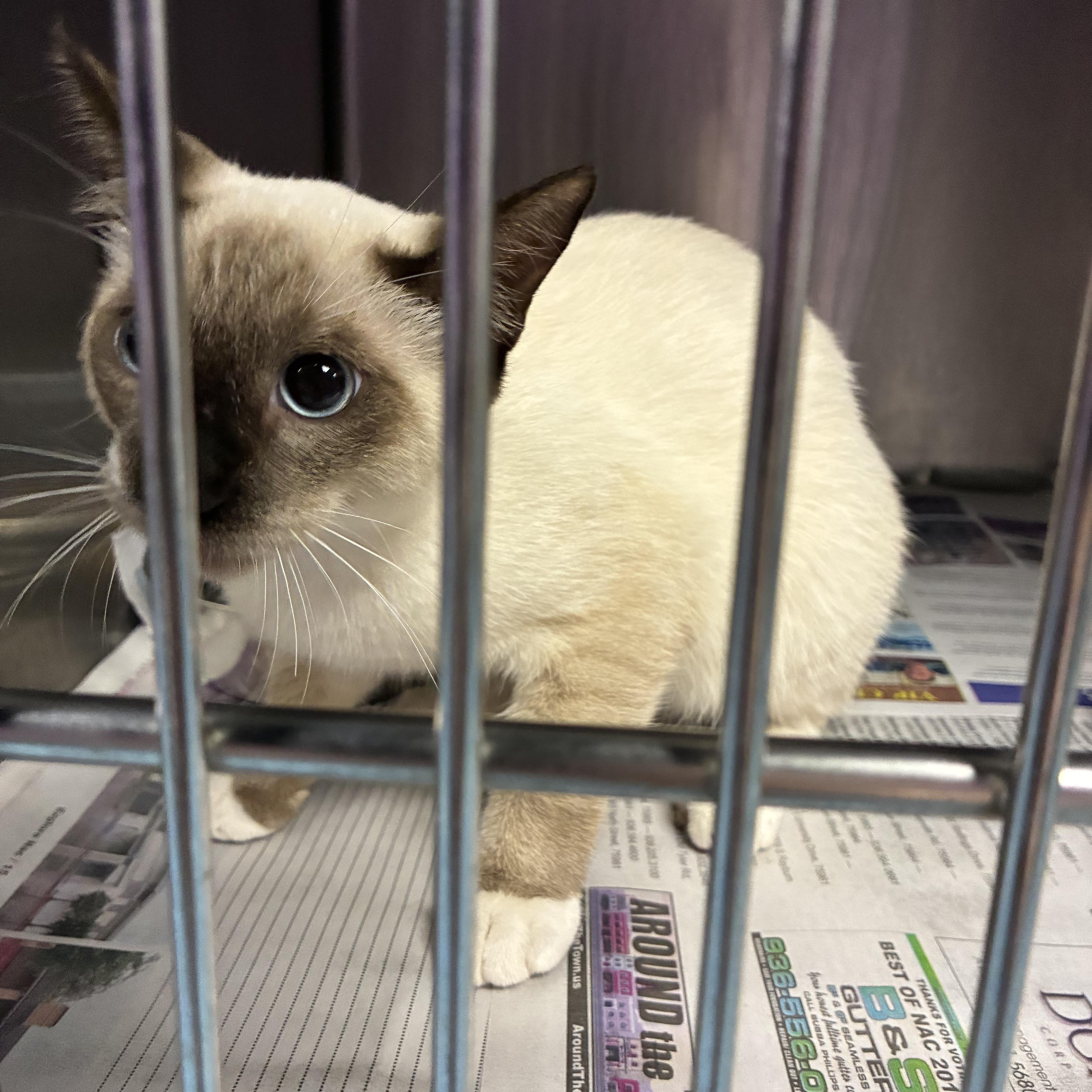 A baby medium-sized male Siamese cat named Sushi for adoption in Gainesville, VA