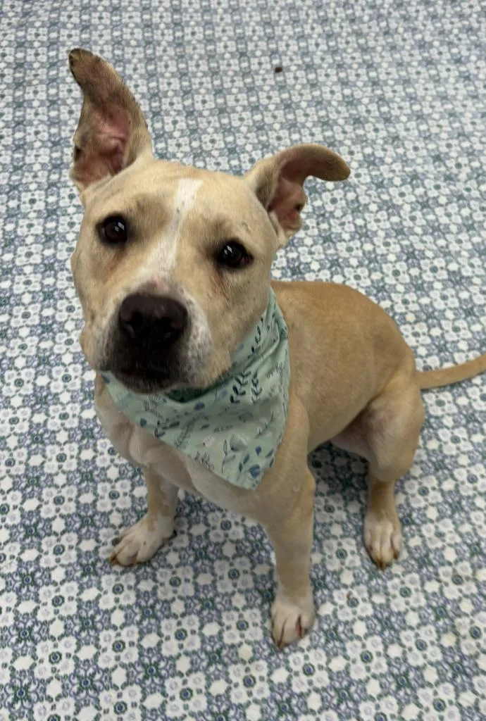 A young medium-sized female Mixed Breed dog named Amalia for adoption in Detroit, MI